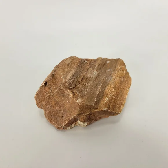 Petrified Wood Small 3 Inch Raw Natural Fossil Rock Specimen Arizona Mineral - Picture 12 of 12